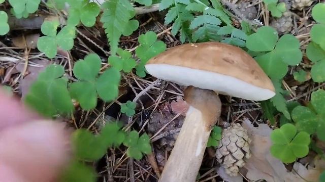 Грибная прогулка удалась! Белые(еловые) грибы появляются! 23.06.2024