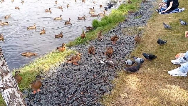 Поездка в Бутово парк летом - детские площадки, кормим уточек и катаемся на качелях