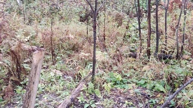 Обстановка на солонце осенью. смотреть онлайн