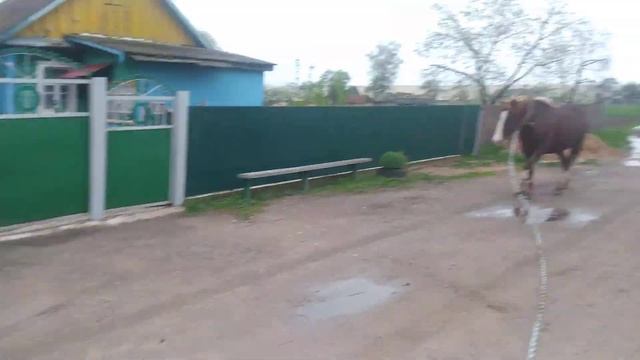 #ЛОШАДИ#КОБЫЛИЦА КРАСУЛЯ#ВЕДЕМ С ПАЗДБИЩЕ ДАМОЙ ДОЖДЬ ХОЛОД СТАВИМ НА СТОЙЛО ДО ХОРОШЕЙ ПОГОДЫ# смотреть онлайн