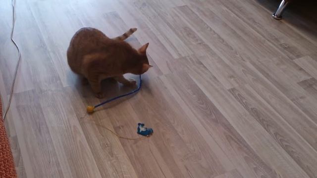 Одинокий Кот смотреть онлайн