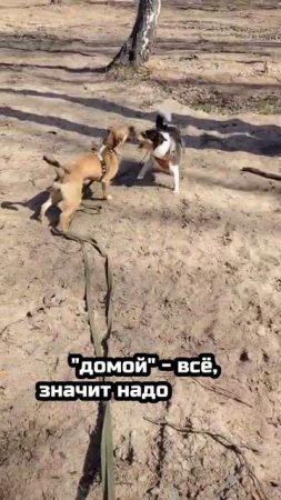 Большая любовь и солнечные прогулки! | Ника