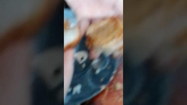 Самый честный обзор на ресторан (ужин) Кобр Кинг от Владислава обдудоновича. смотреть онлайн