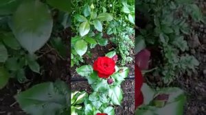 Первогодки зацветают