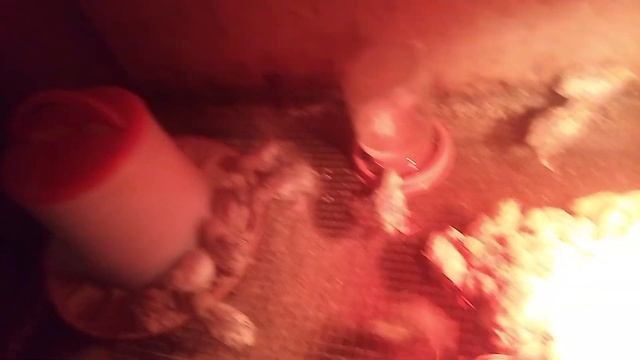 Приобрёл стартовый корм для перепёлок смотреть онлайн