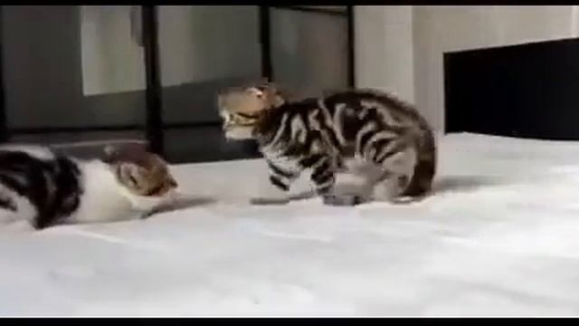 кошки приколы 7 смотреть онлайн