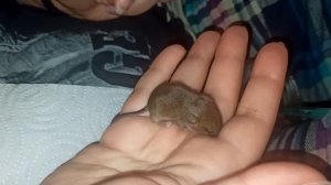 Мышонок поломался. 😡 Выкармливание молочных мышат. Лесные, дикие мышата. 🐭 (Wild Mice) 🐭