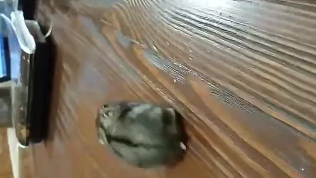 Мой хомяк - ШУСТРИК ☺️😁 смотреть онлайн