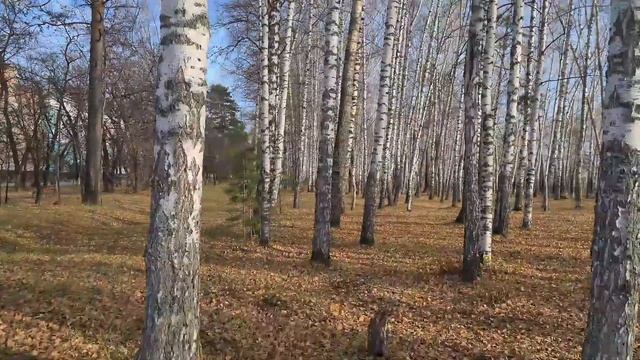 Сибирские просторы. Вот я и в Северске. Я дома.