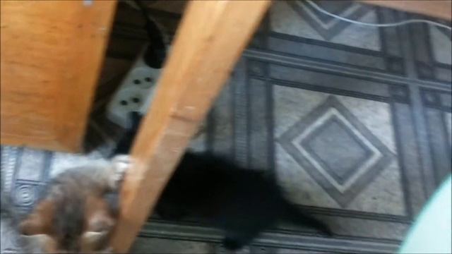 Настойчивый котенок Мурзик смотреть онлайн