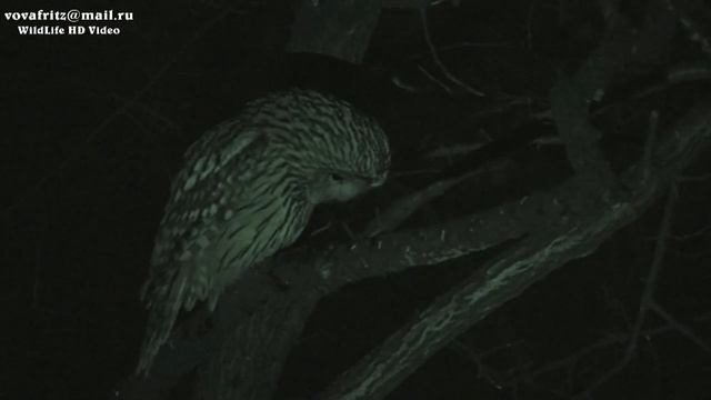 Ural Owl (Strix uralensis) 23.01.2017 Moscow длиннохвостая неясыть смотреть онлайн
