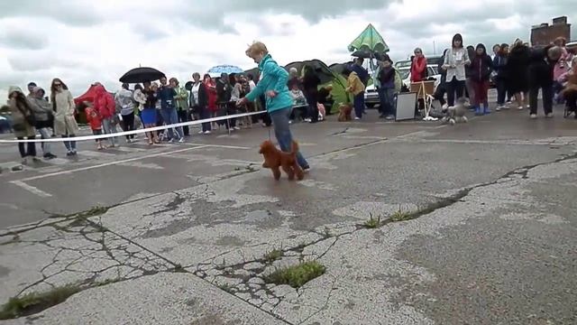 Солнечный Лев Цинандали (Дарсик)...