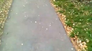 Дорожка VID 20140927 111734