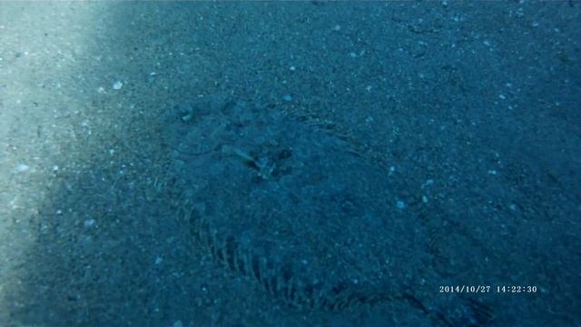 Moses Sole in the Red Sea (Aqaba) смотреть онлайн