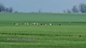 Встретил огромную стаю аистов в Крыму
