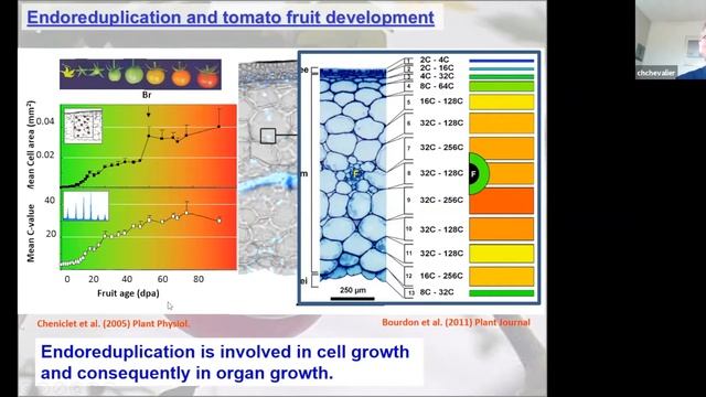 Christian Chevalier DNA-dependent fruit growth in tomato: the role of endoreduplication смотреть онлайн