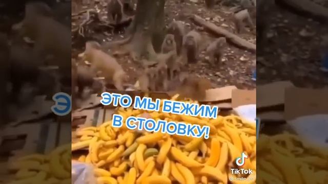 джавид и обезьяны ..... смотреть онлайн