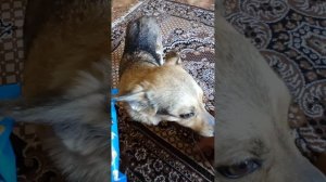 Я требую продолжение банкета)))