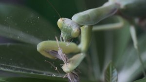 Обыкновенный богомол (лат. Mantis religiosa)