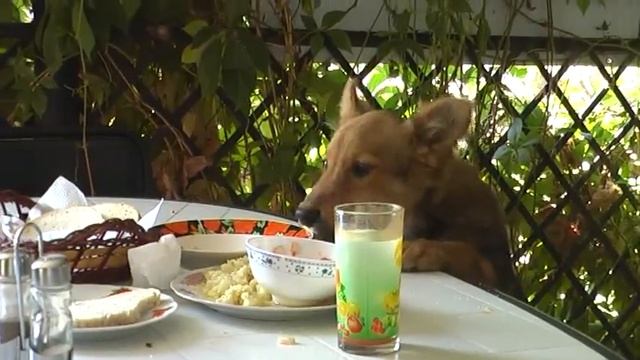 ПЕС -- ГУРМАН. хохма смотреть онлайн