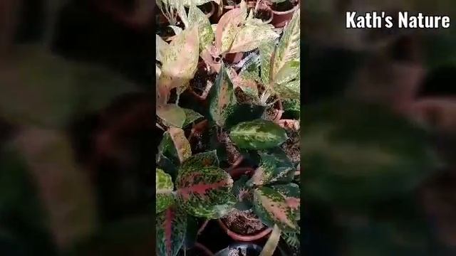 ANG DAMING PAGPIPILIAN/MY GARDEN VISIT IN TOWN: What I've got?/ Kath Flowers and Leaves смотреть онлайн