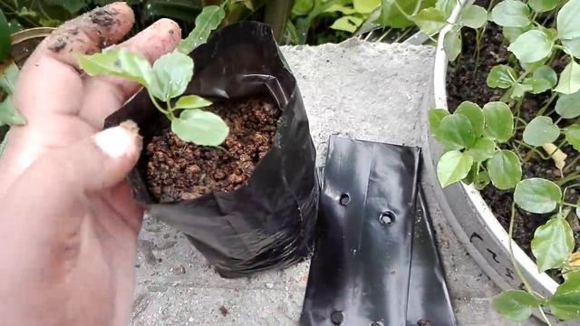 රුපියල් 2000/= කින් ලක්ශ ගනන් සල්ලි මවන හැටි - Super agricultural business idea смотреть онлайн