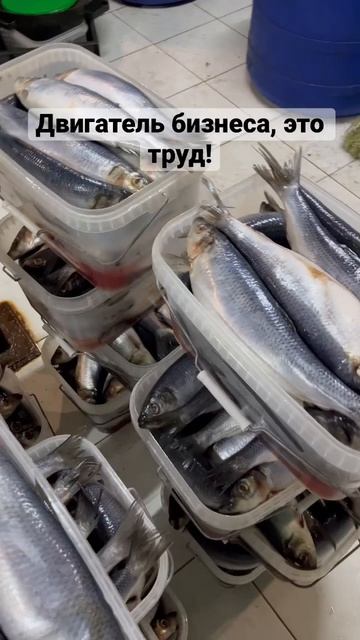 Интересно будет понаблюдать за развитием бизнеса? #рыба #селедка #производство #астрахань смотреть онлайн