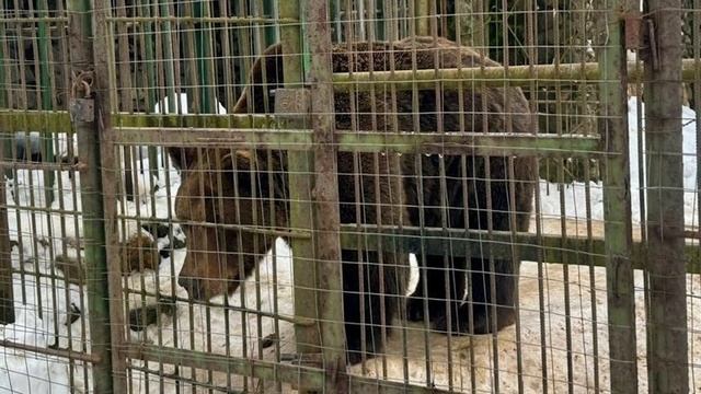 Медведь насмерть задрал работника кафе смотреть онлайн