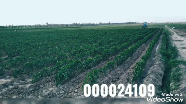 Балгарски култуватсаси ва жуяги олинди. (3 июня 2022 г.) смотреть онлайн