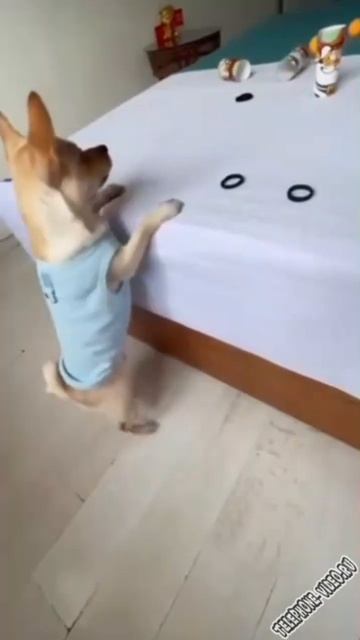 Самые смешные животные 😂 2 смотреть онлайн