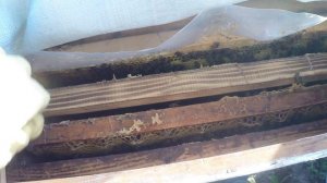 Рано закормил пчёл, моя ошибка, или погода улучшилась