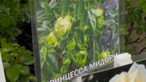 Вот и еще одна красивая в саду!  И все как было у меня !