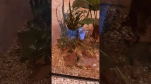 Запуск аквариума для петушка. Продолжение следует...