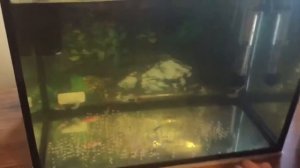 Добавляем грунт в домашний аквариум