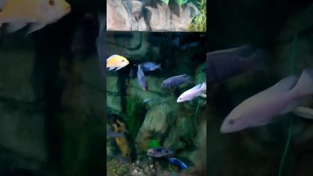 Адлер обзор и океанариум(4) смотреть онлайн