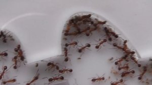 Myrmica ruginodis 2020 colony