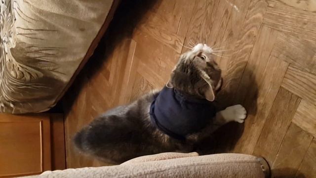 Кошачий кошмар смотреть онлайн