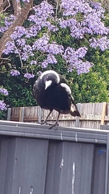 CHUBBY MAGPIE BIRD🇦🇺🦅🕊🦜🐦#bird#birds#birdsounds #birdwatching#magpie#magpies#chubby#australia#birdy смотреть онлайн