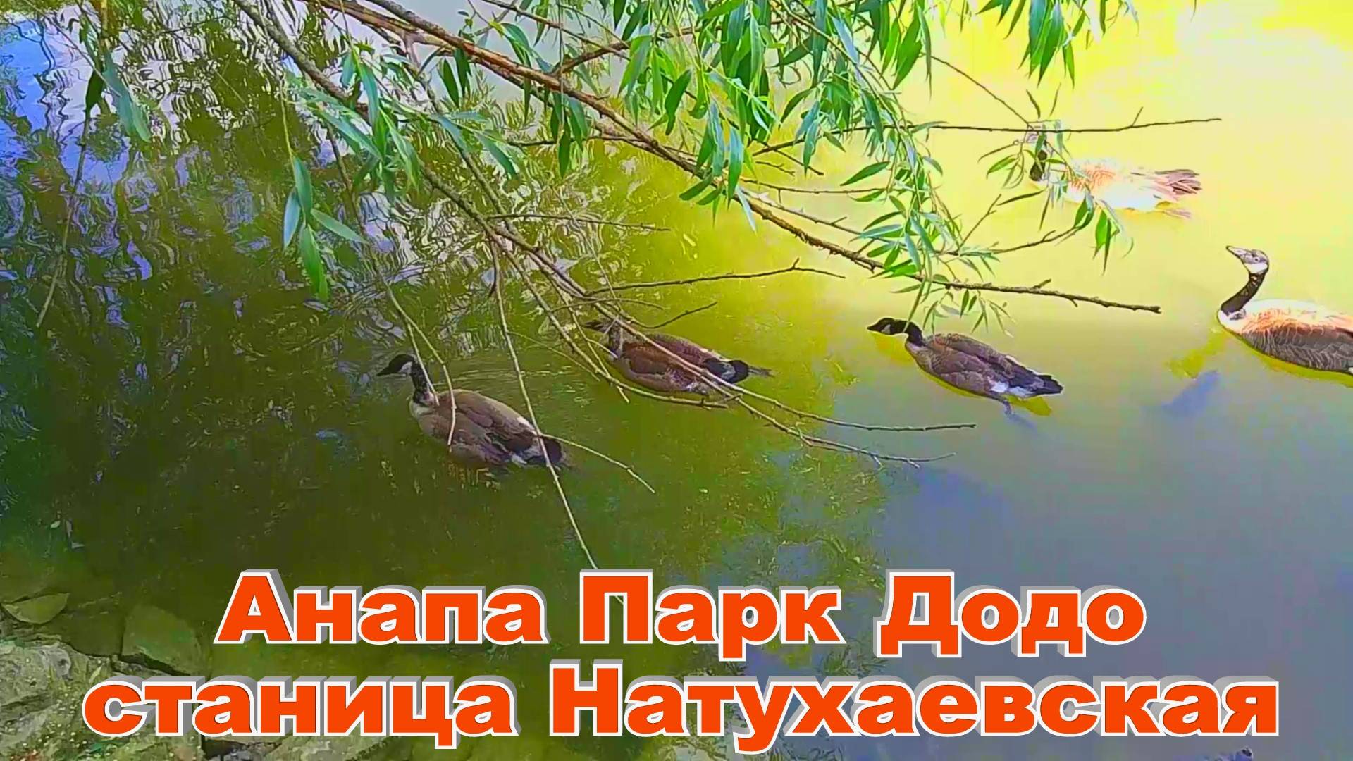 Невероятные кадры живой природы Огромная рыба черепахи Анапа Парк Додо
