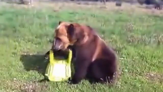 Такого медведя я вижу в первый раз смотреть онлайн