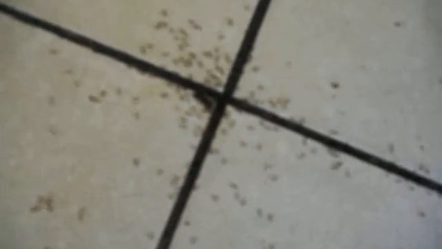 sultan beach hotel Муравьи в столовой смотреть онлайн