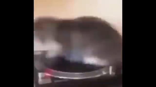 Oiiaioooooiai cat meme psytrance remix смотреть онлайн