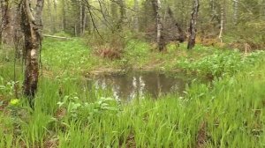 Исток реки Томь. Республика Хакасия.