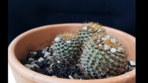 #cactus #suculentas frailea mammifera