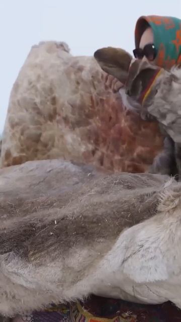 🤔 Олень главное животные в культуре северных народов. Интересные факты смотреть онлайн