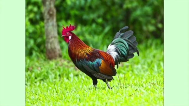 КОТИК, ПІВНИК ТА МИШЕНЯ. АУДІОКАЗКА ДЛЯ ДІТЕЙ