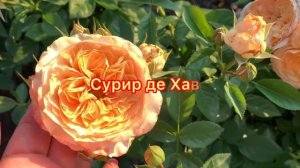 Цветение роз 2024 питомник maryroses.ru