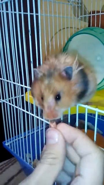 Мой Хомяк Маша любит орехи смотреть онлайн