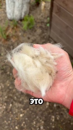 Линька Арчи #хаски #собака #пес #husky