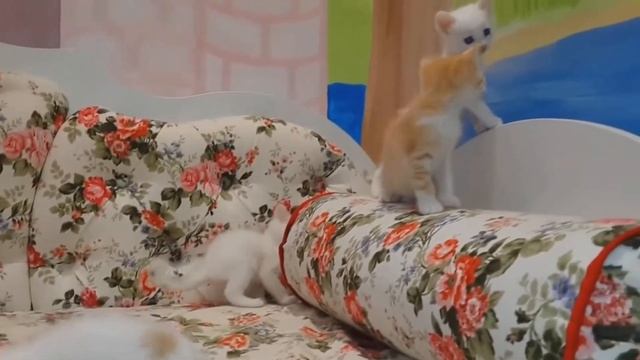 Кiска-мурлыка - Iна Афанасьева